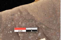 Foto (Detailansicht) von Quercus palaeoilex Ettingshausen (NHMW-GEO-2024-0188-0747)